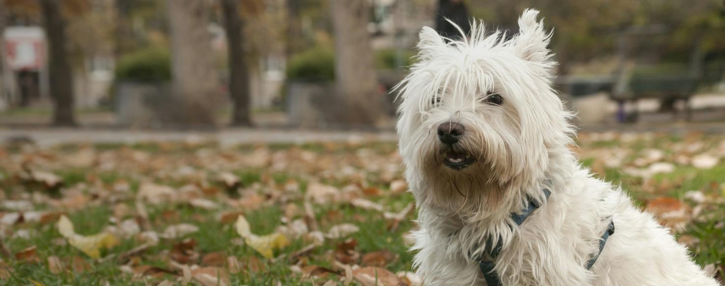 What Is The Difference Between A Scottish Terrier And A West Highland